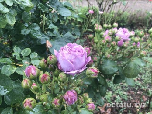 花園フォレストバラ園
