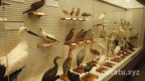 我孫子市鳥の博物館