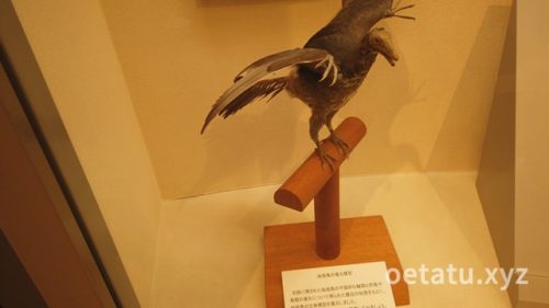 我孫子市鳥の博物館